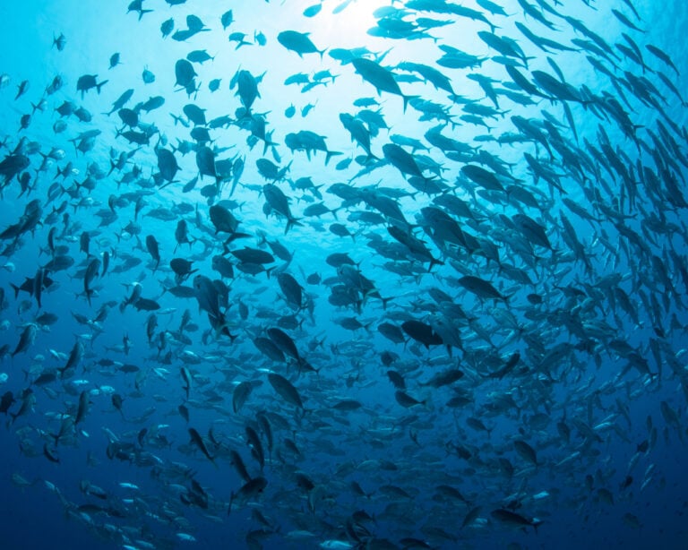 CiCLO Landau Materials eco Swarming-Fish